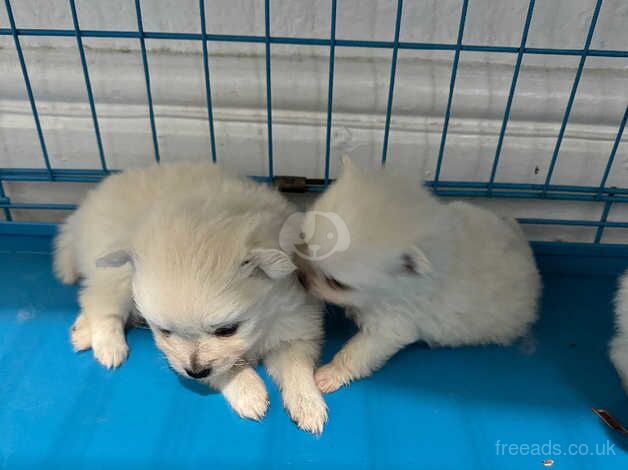 Pomeranian puppies for sale in Coventry, West Midlands – 1 year old - Image 4 of 5
