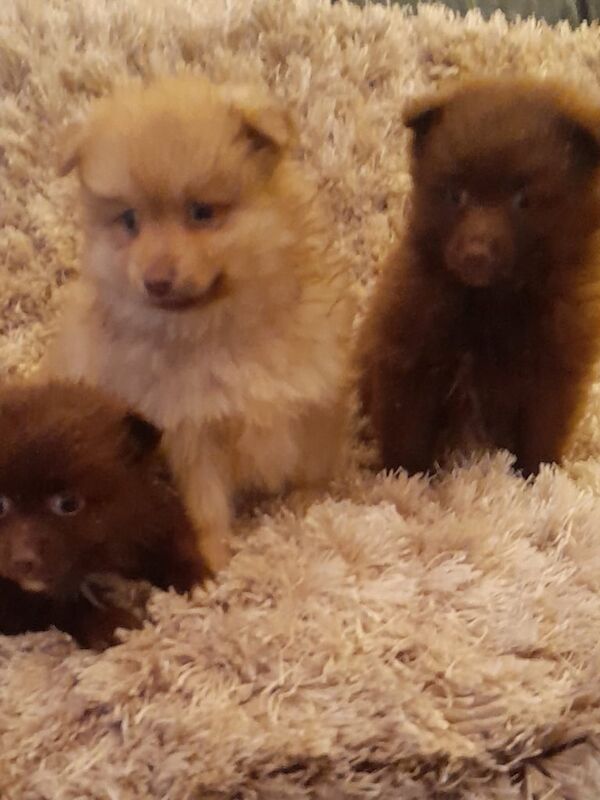 Pomeranian puppies for sale in Belfast, County Antrim – 1 year old - Image 1 of 3