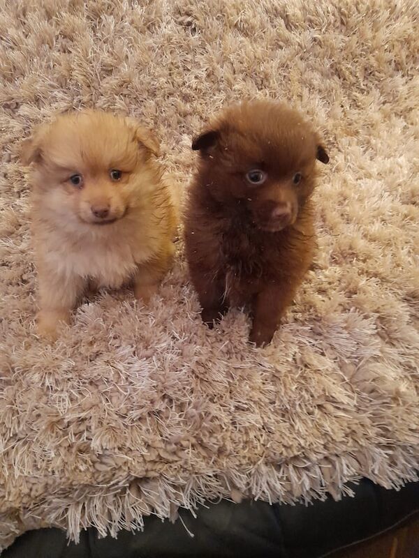 Pomeranian puppies for sale in Belfast, County Antrim – 1 year old - Image 2 of 3