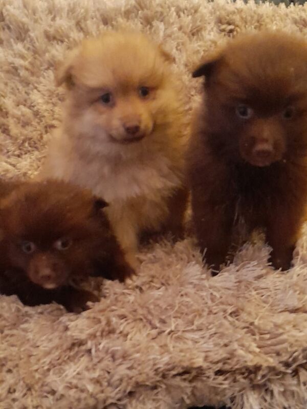 Pomeranian puppies for sale in Belfast, County Antrim – 1 year old - Image 3 of 3