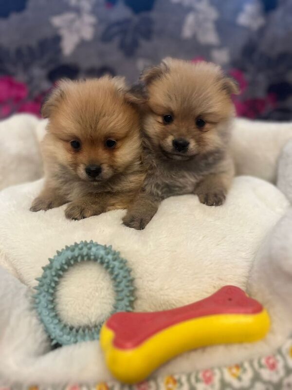 Pomeranian puppies for sale in Newtownabbey, County Antrim – 8 months old - Image 1 of 3