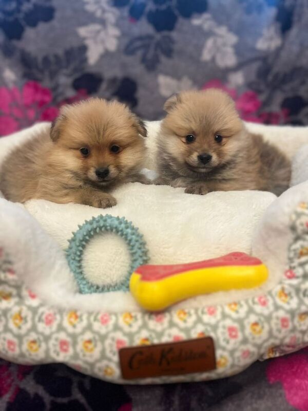 Pomeranian puppies for sale in Newtownabbey, County Antrim – 8 months old - Image 2 of 3