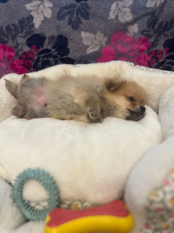 Pomeranian puppies for sale in Newtownabbey, County Antrim – 8 months old - Image 3 of 3