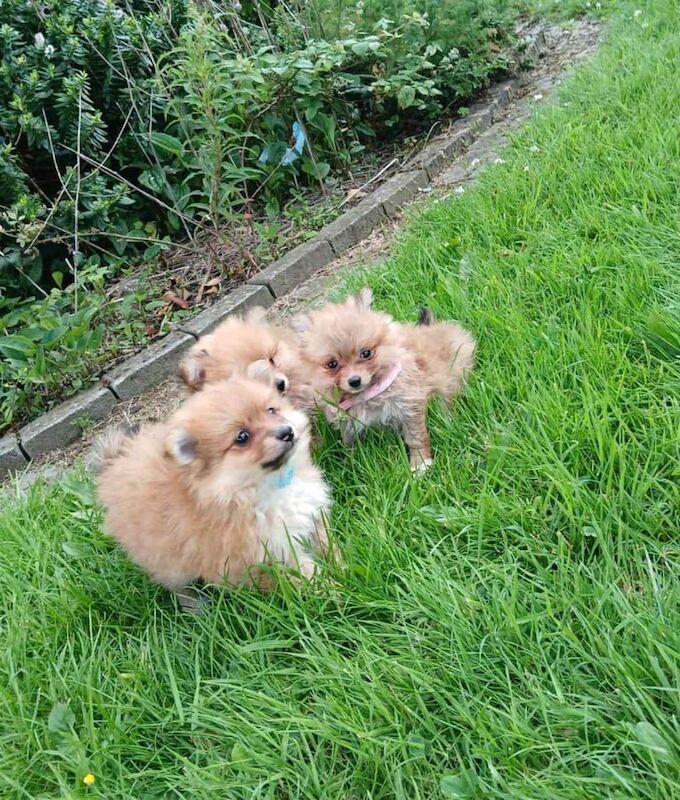 Pomeranian puppies for sale in Antrim, County Antrim – 10 weeks old
