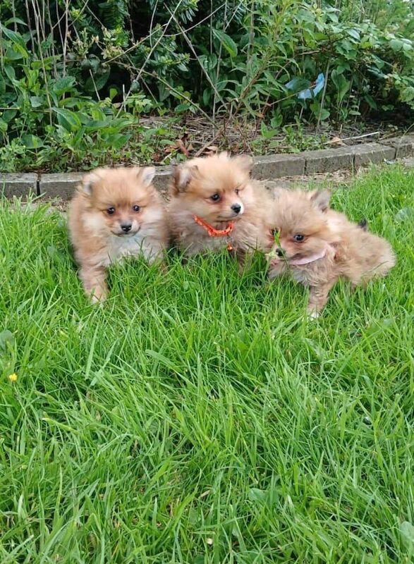 Pomeranian puppies for sale in Antrim, County Antrim – 10 weeks old - Image 2 of 3