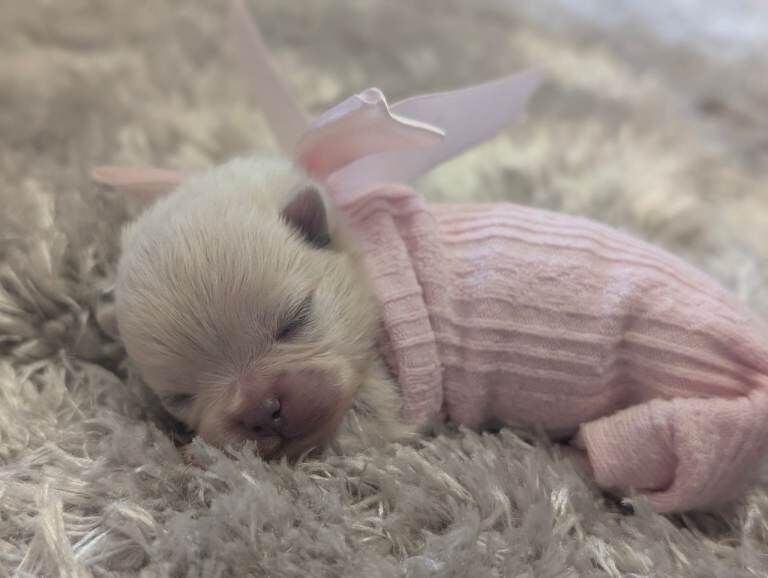 Pomeranian puppies for sale in East Grinstead, West Sussex – 6 days old