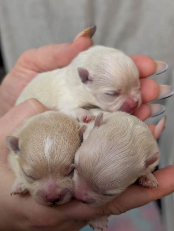 Pomeranian puppys - Image 2 of 6