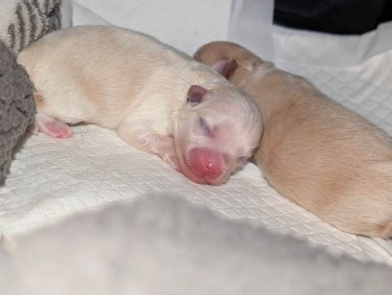 Pomeranian puppys - Image 3 of 6