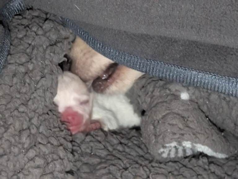 Pomeranian puppys - Image 4 of 6