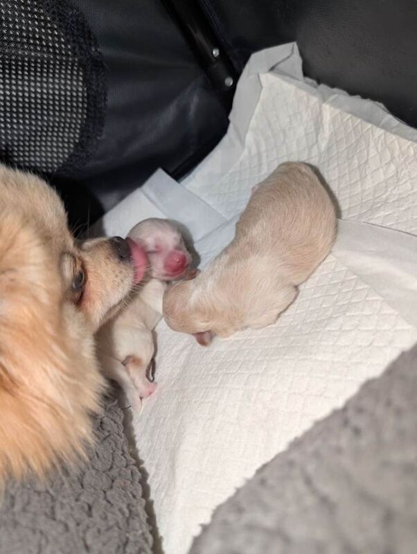 Pomeranian puppys - Image 5 of 6