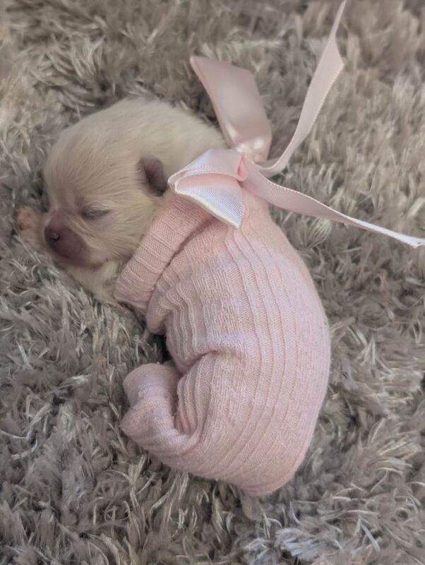 Pomeranian puppys - Image 6 of 6