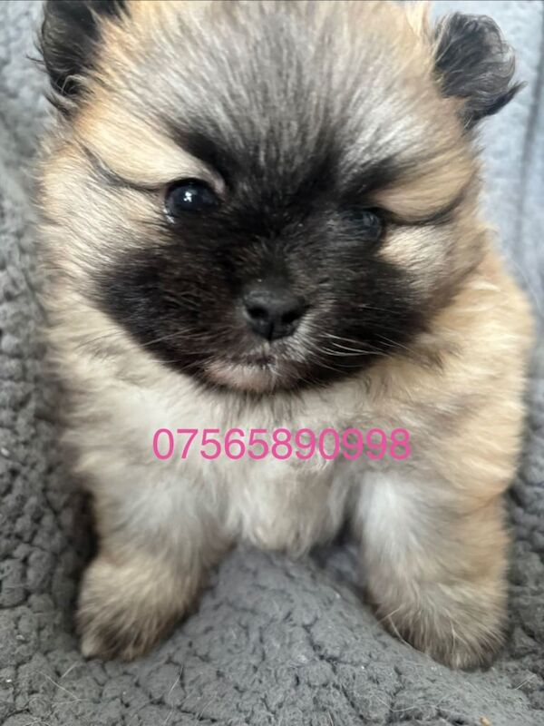 Pomeranian Puppies For Sale