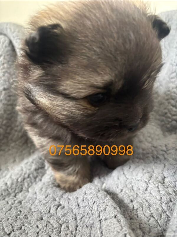 Pomeranian puppy’s - Image 2 of 5