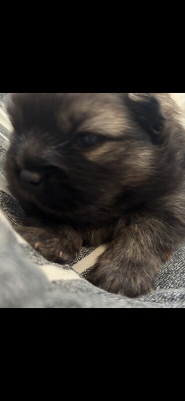 Pomeranian puppy’s - Image 5 of 5