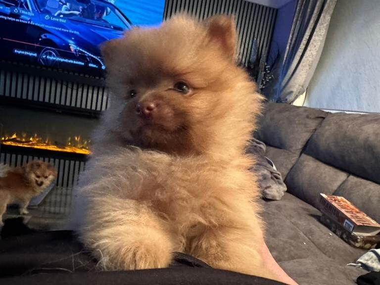 Kennel Club Registered Pomeranian Puppies For Sale