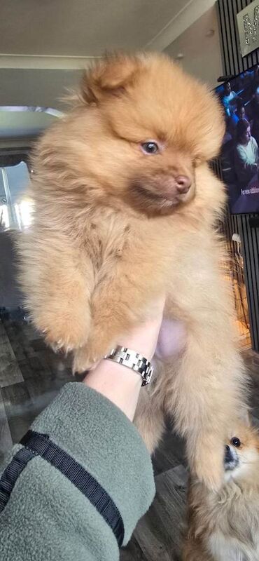 Pomeranian puppys - Image 2 of 5