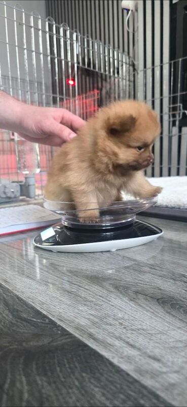 Pomeranian puppys - Image 3 of 5