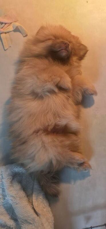 Pomeranian puppys - Image 4 of 5