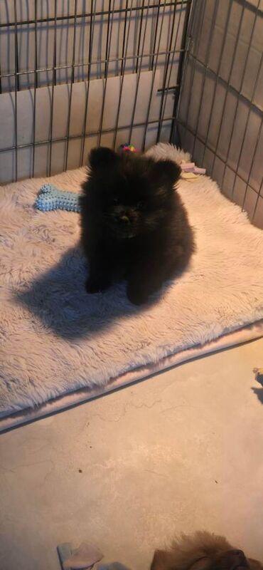 Pomeranian puppys - Image 5 of 5
