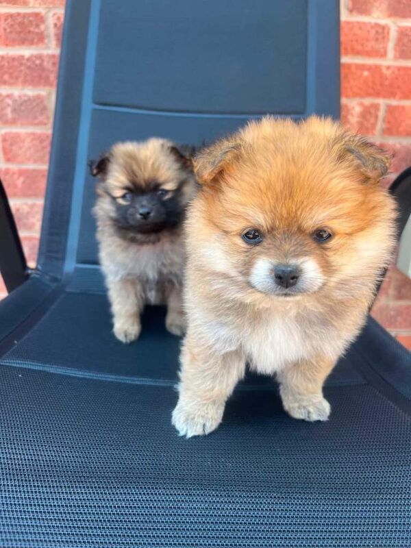 Pomeranian Puppies For Sale Under £1,000