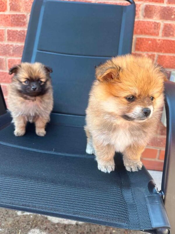 Pomeranian puppy’s - Image 2 of 3
