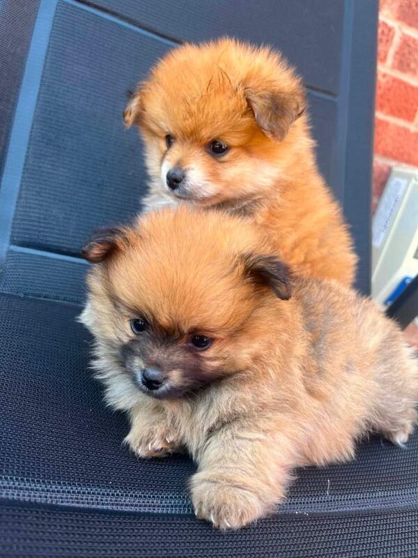 Pomeranian puppy’s - Image 3 of 3