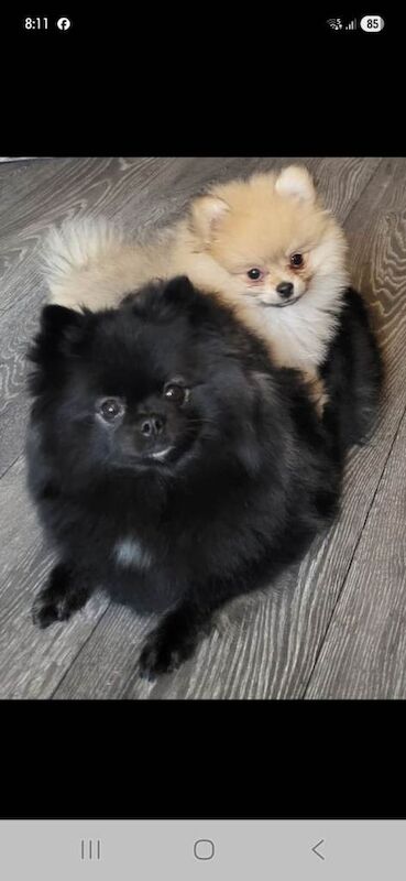 Pomeranian puppy's