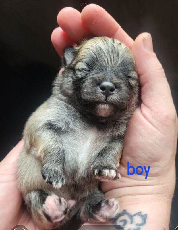 Pomeranian puppy's - Image 2 of 3