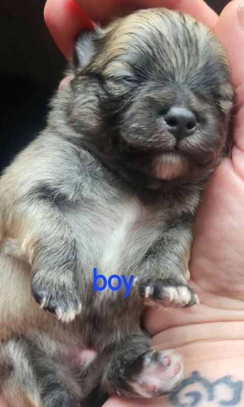 Pomeranian puppy's - Image 3 of 3