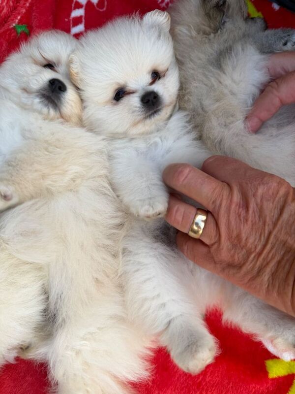 Pomeranian puppys