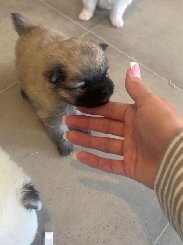 Pomeranian Puppies For Sale