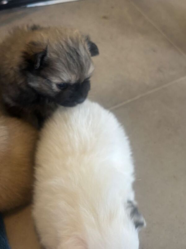 Pomeranian puppy's - Image 2 of 3