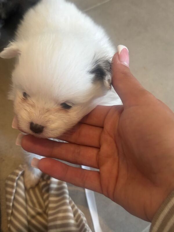 Pomeranian puppy's - Image 3 of 3