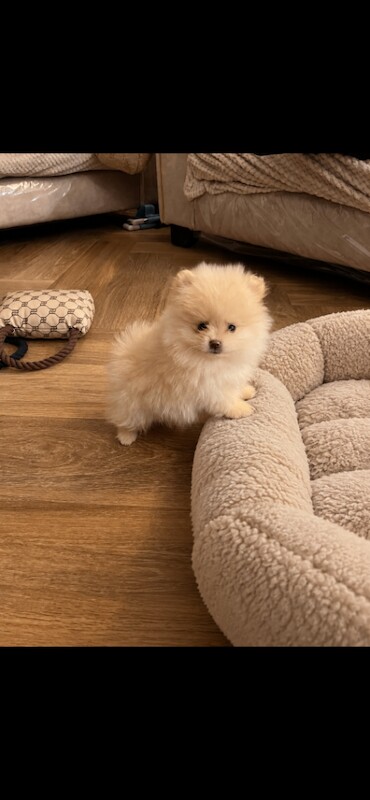 Pomeranian puppy’s