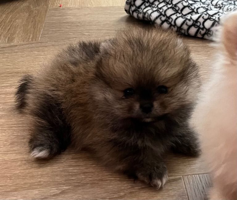 Pomeranian puppy’s - Image 2 of 6