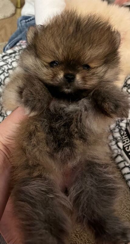 Pomeranian puppy’s - Image 3 of 6