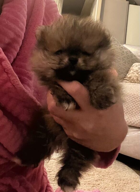 Pomeranian puppy’s - Image 4 of 6