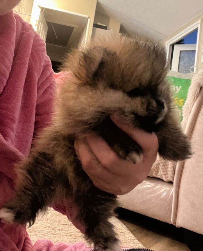 Pomeranian puppy’s - Image 5 of 6