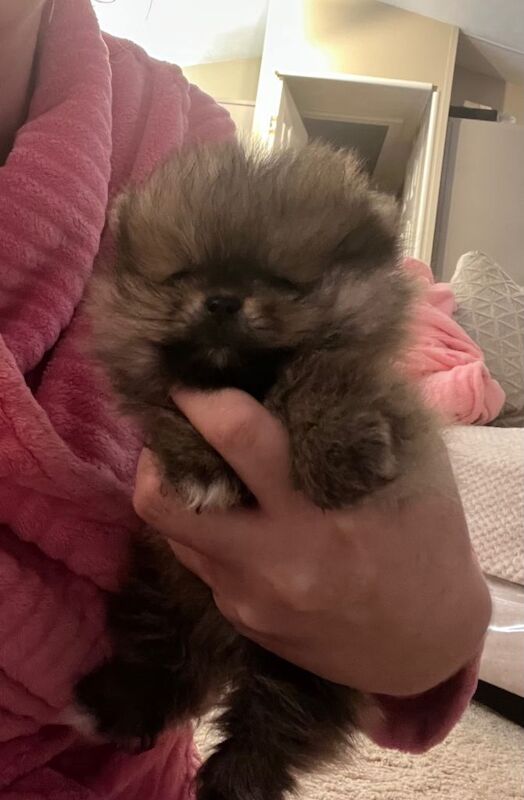 Pomeranian puppy’s - Image 6 of 6