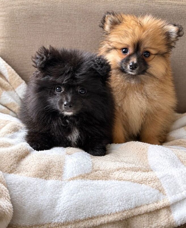 Pomeranian puppy’s