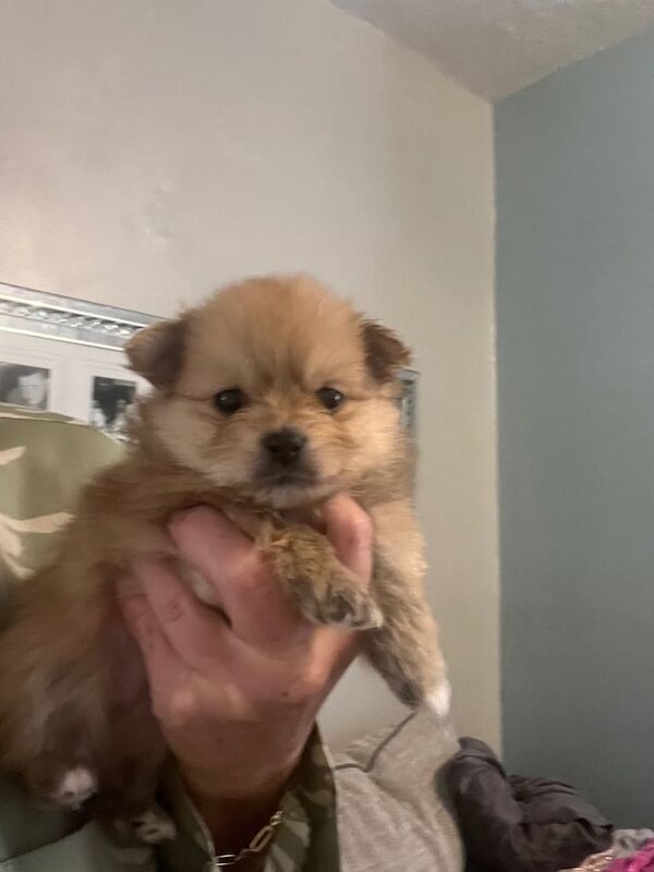 Pomeranian puppies for sale in South Shields, Tyne and Wear – 1 year old - Image 1 of 3