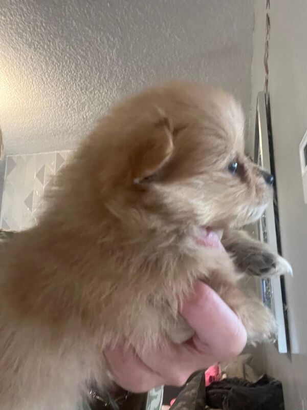 Pomeranian puppies for sale in South Shields, Tyne and Wear – 1 year old - Image 2 of 3