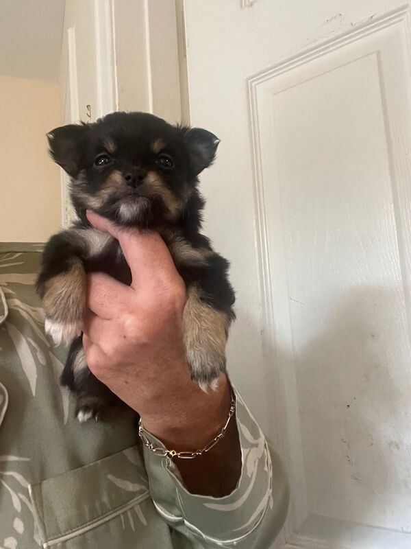 Pomeranian puppies for sale in South Shields, Tyne and Wear – 1 year old - Image 3 of 3