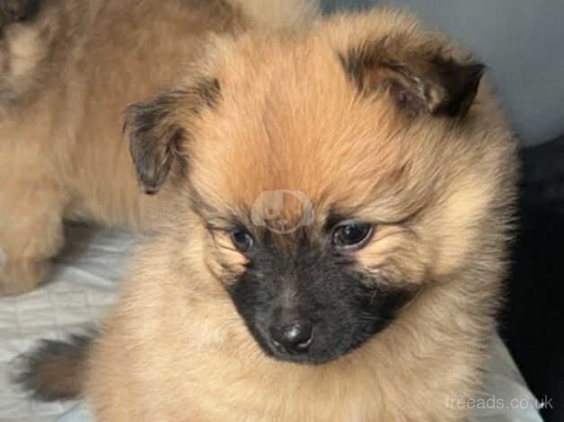 Pomeranian puppys boys and girls ready to leave now - Image 2 of 5