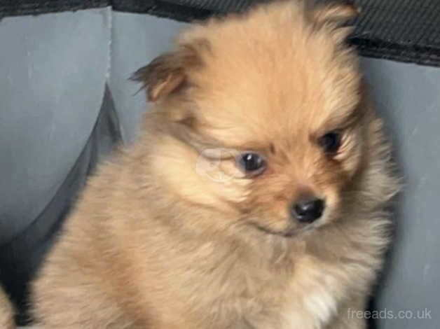 Pomeranian puppys boys and girls ready to leave now - Image 3 of 5