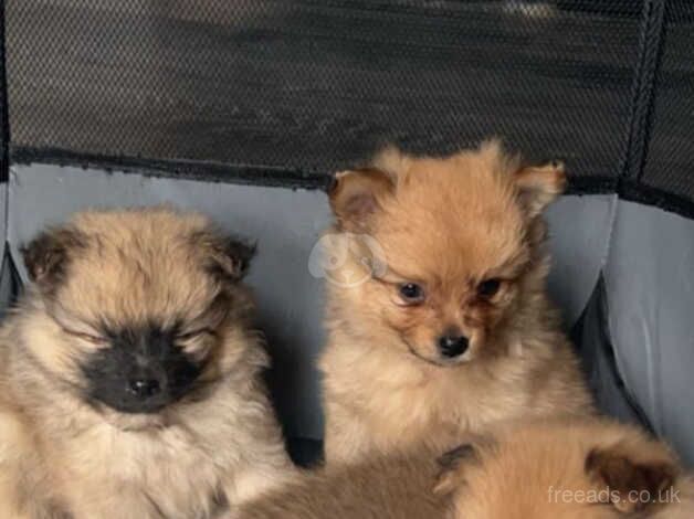 Pomeranian puppys boys and girls ready to leave now - Image 4 of 5
