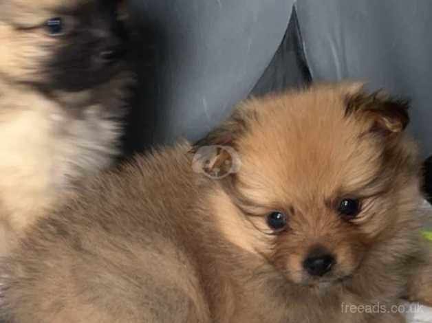 Pomeranian puppys boys and girls ready to leave now - Image 5 of 5