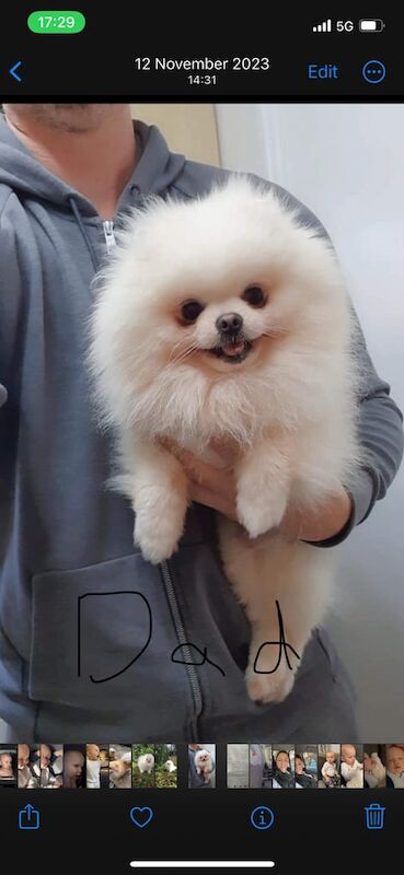 Pomeranian puppies for sale in Swanley, Kent – 6 weeks old