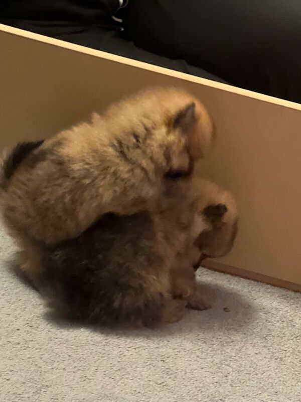 Pomeranian puppies for sale in Corsham, Wiltshire – 7 weeks old