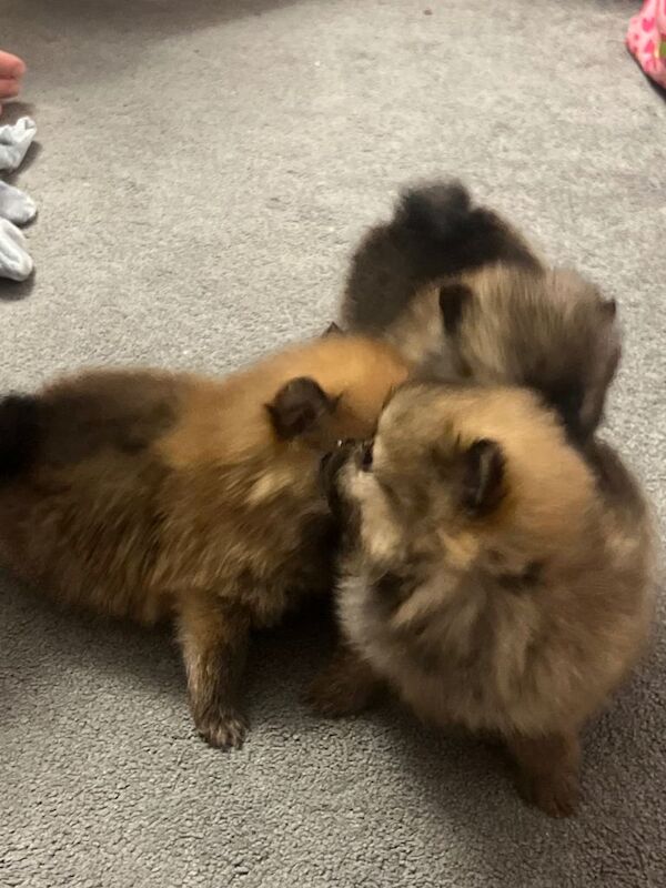 Pomeranian puppies for sale in Corsham, Wiltshire – 4 months old - Image 2 of 5
